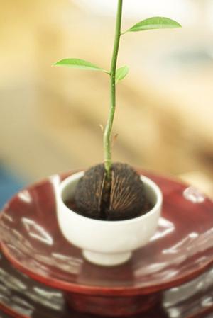 【2025年最新】東京都立川市のタカラスタンダード立川ショールームを徹底ガイド